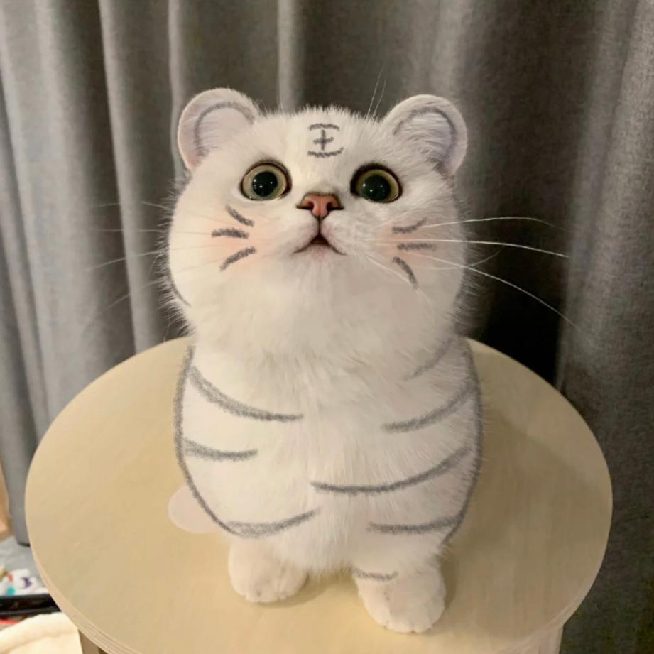 ·昕昕子呀