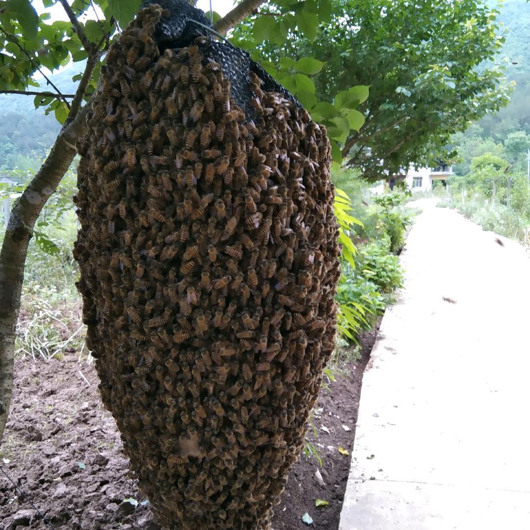老唐土蜂蜜