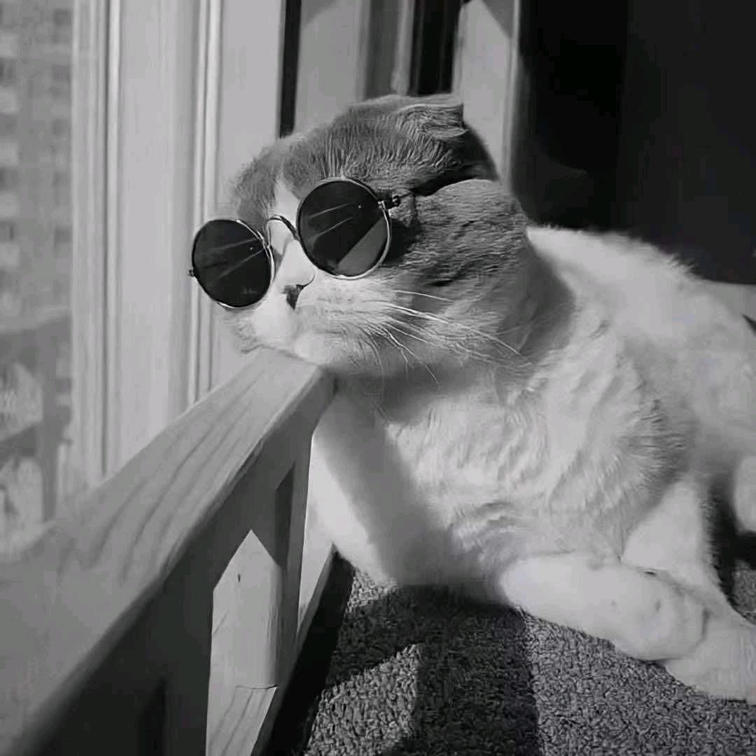 凌晨的猫𝙃𝘼𝙑𝘼𝙇