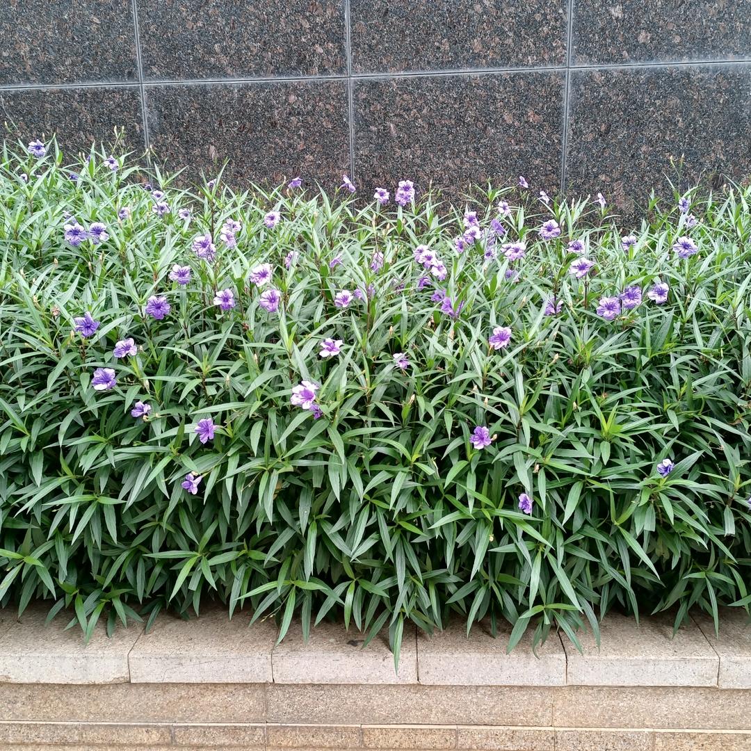 林楠