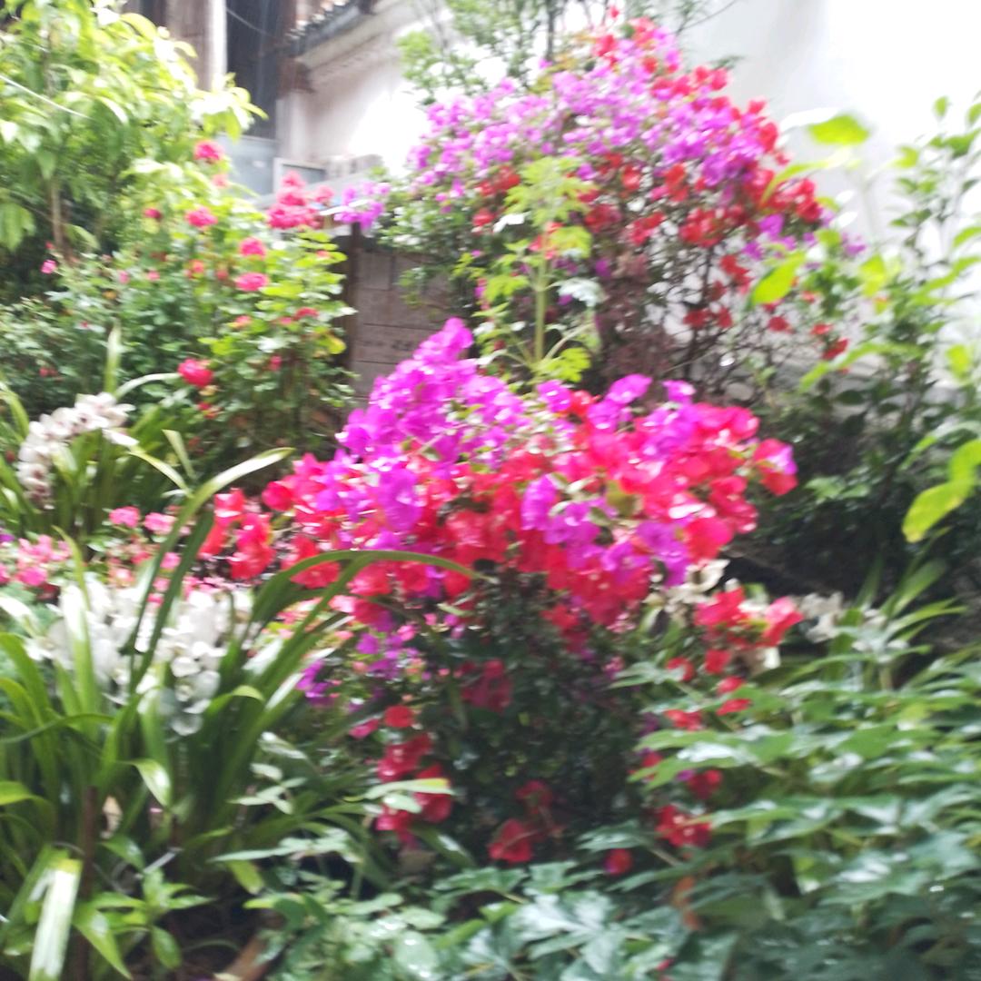 杏檐雅居客栈