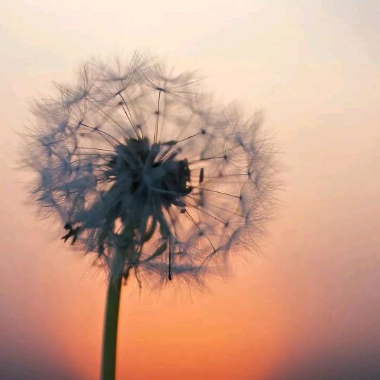 果果然