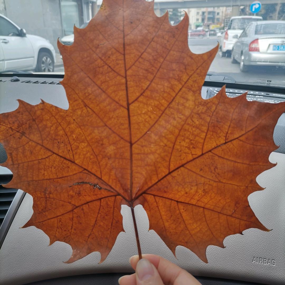 🌈花开花落花无悔