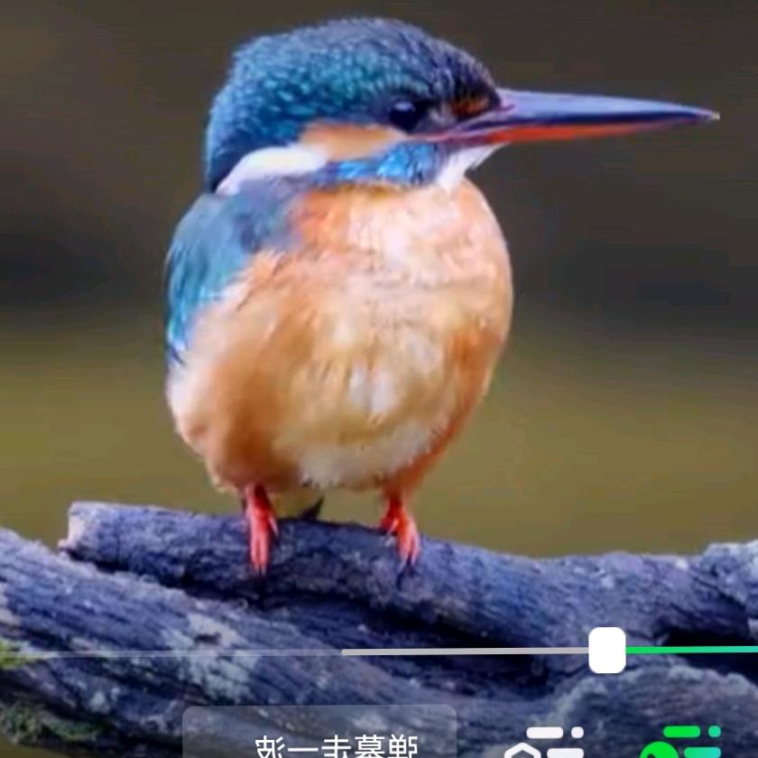 缉     翠