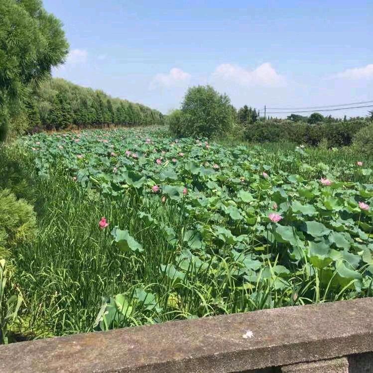 A卖房买房租房燕子