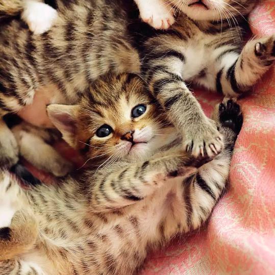 小猪佩奇