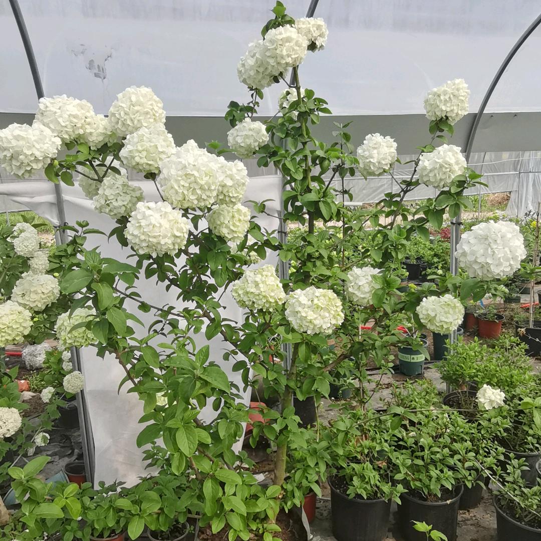 沭阳睿之涛商贸有限公司的小店静静绣球基地