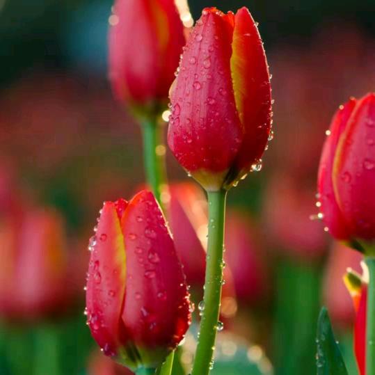🌹顿悟🌹🌹