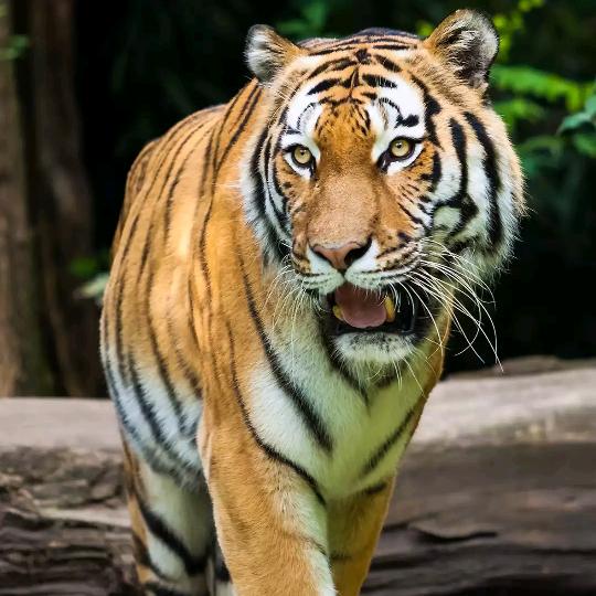 西藏江孜吴香香装饰装修有限公司