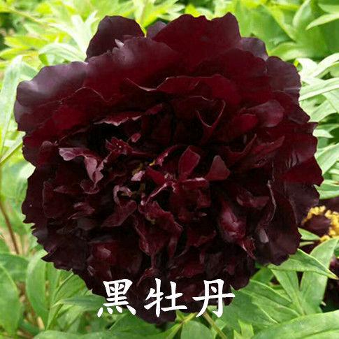 菏泽市培锦牡丹种植有限公司