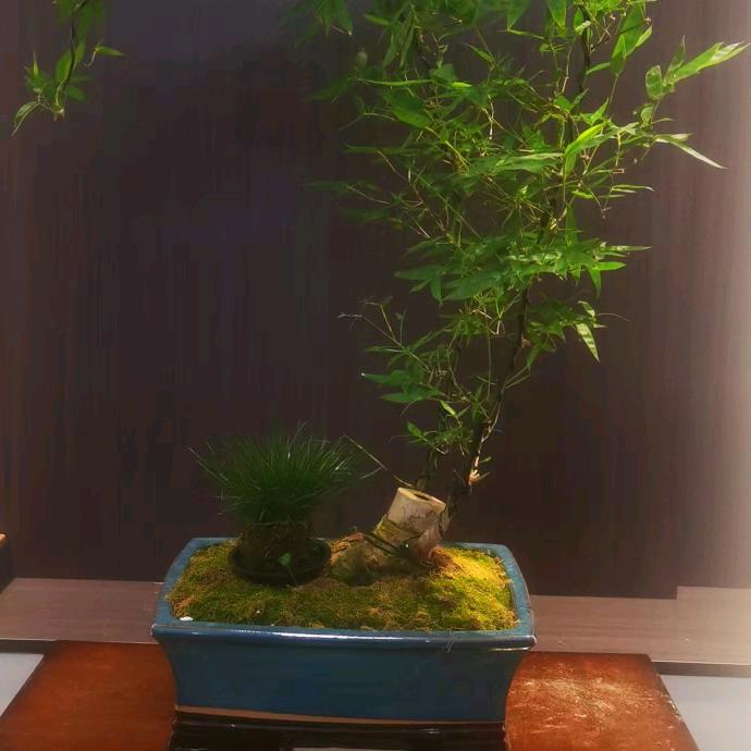 竹雅居