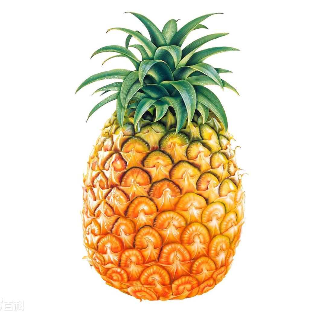 🍍菠萝效率英语