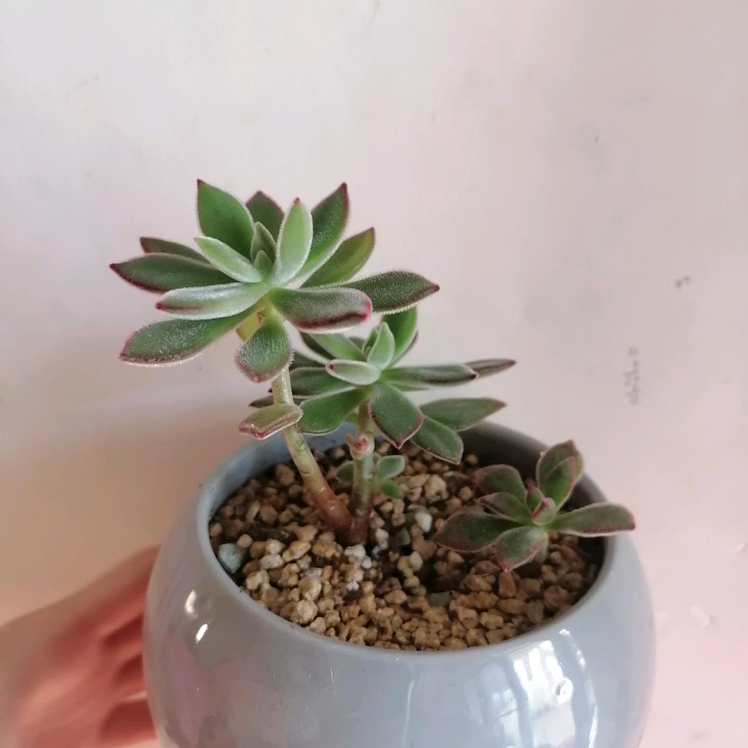 幸福如此简单爱多肉