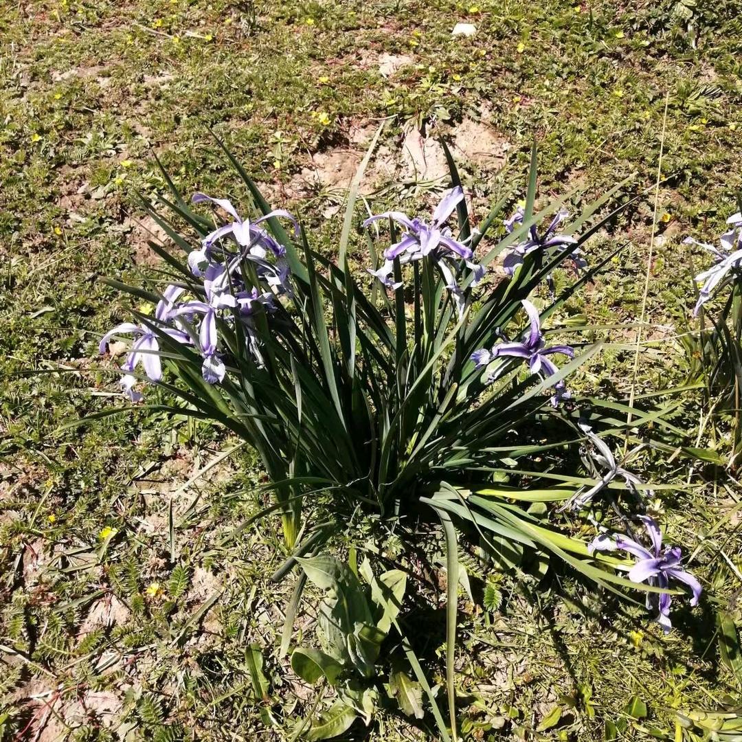 高原花