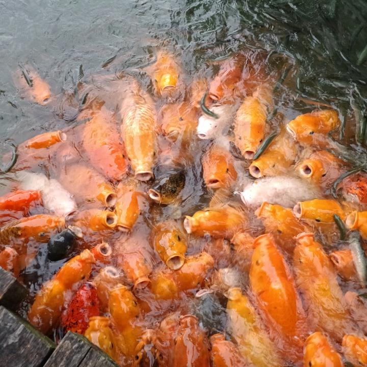塔塔