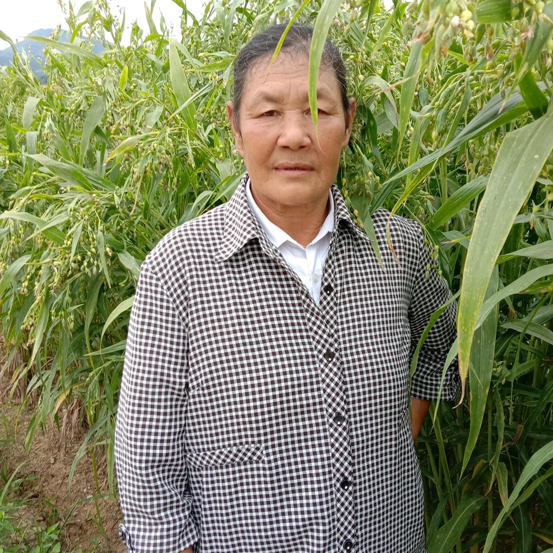 小红燕