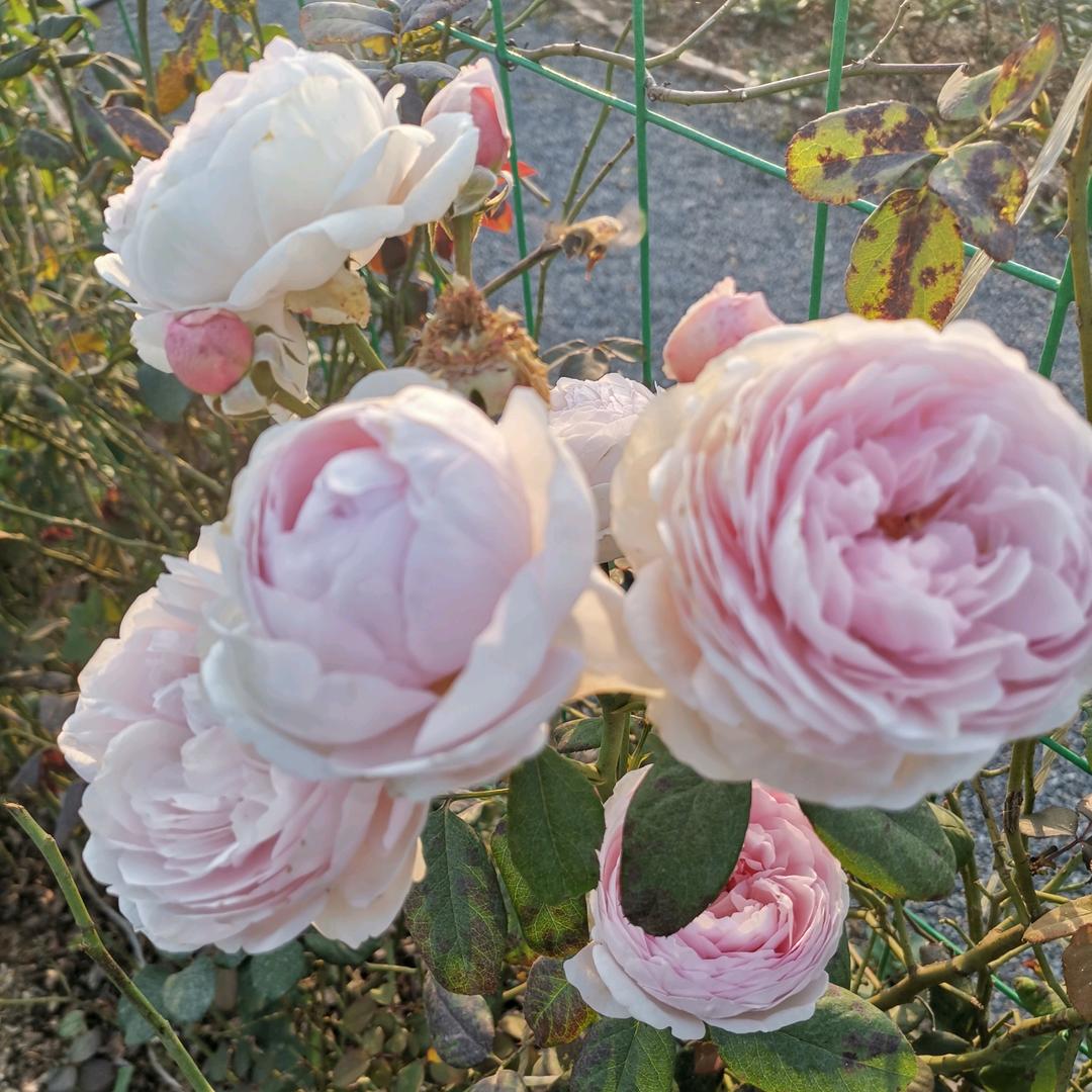 ✨❤️璇宝❤️✨