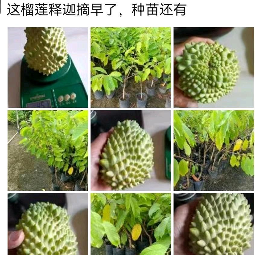 广东苗木花和果苗园