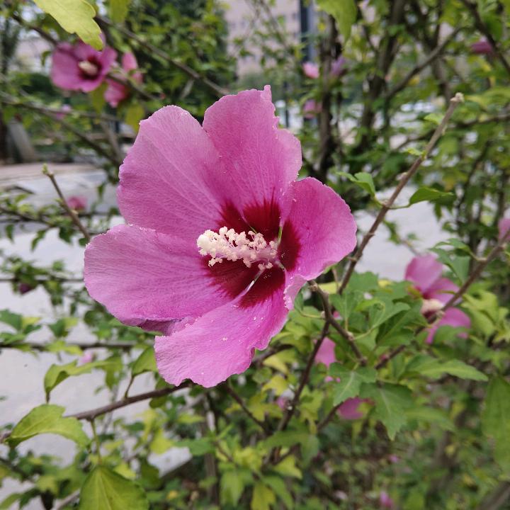 铿锵玫瑰