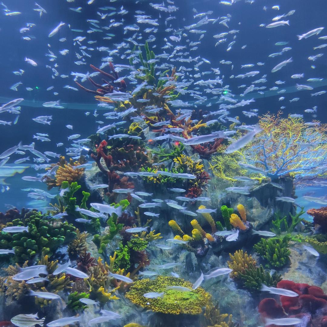 林晨