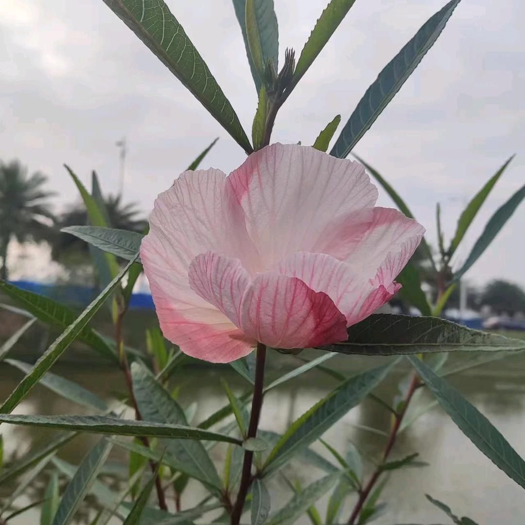 緣分