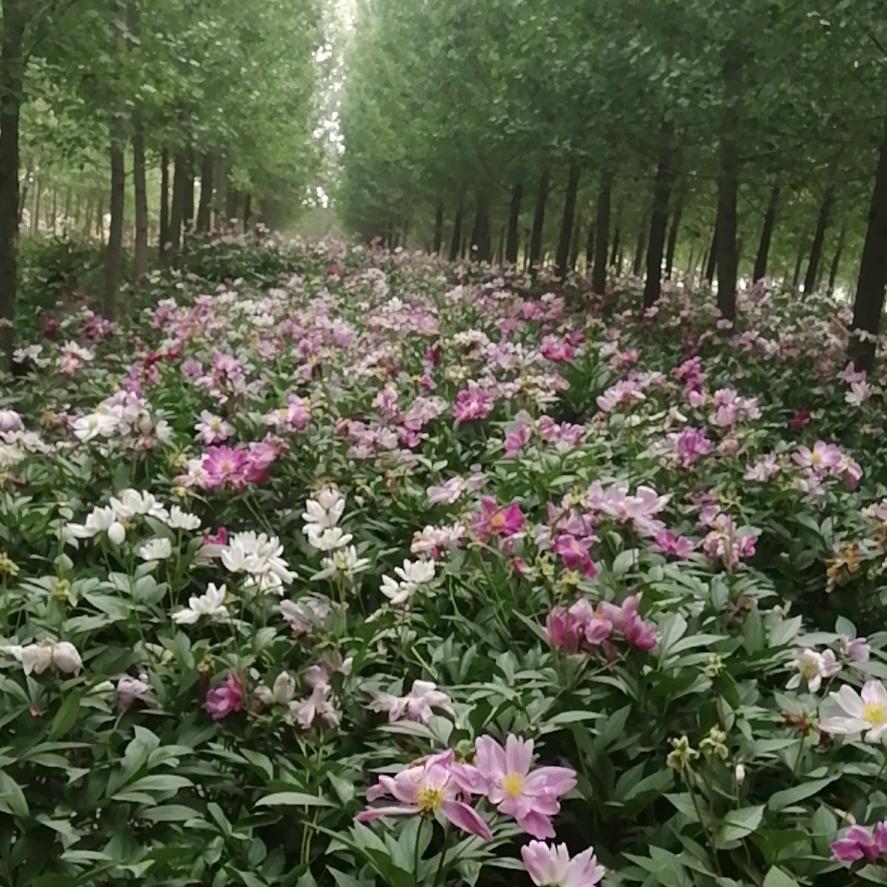 吉祥花开，永不分离