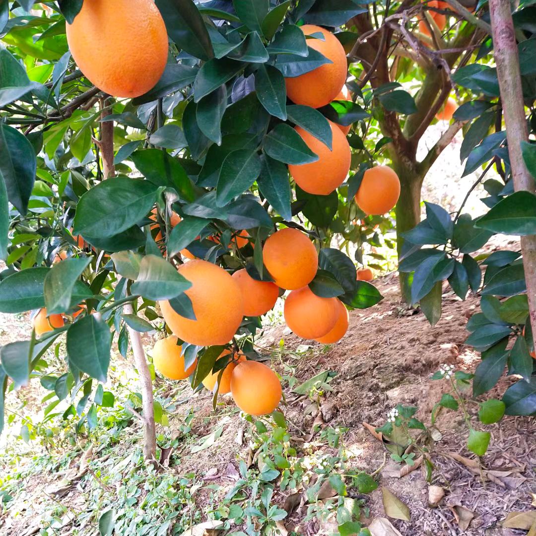 づ 橙●意─盎●然 づ钟