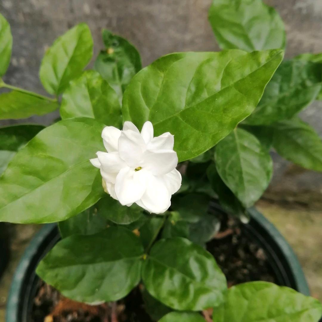 蓝天