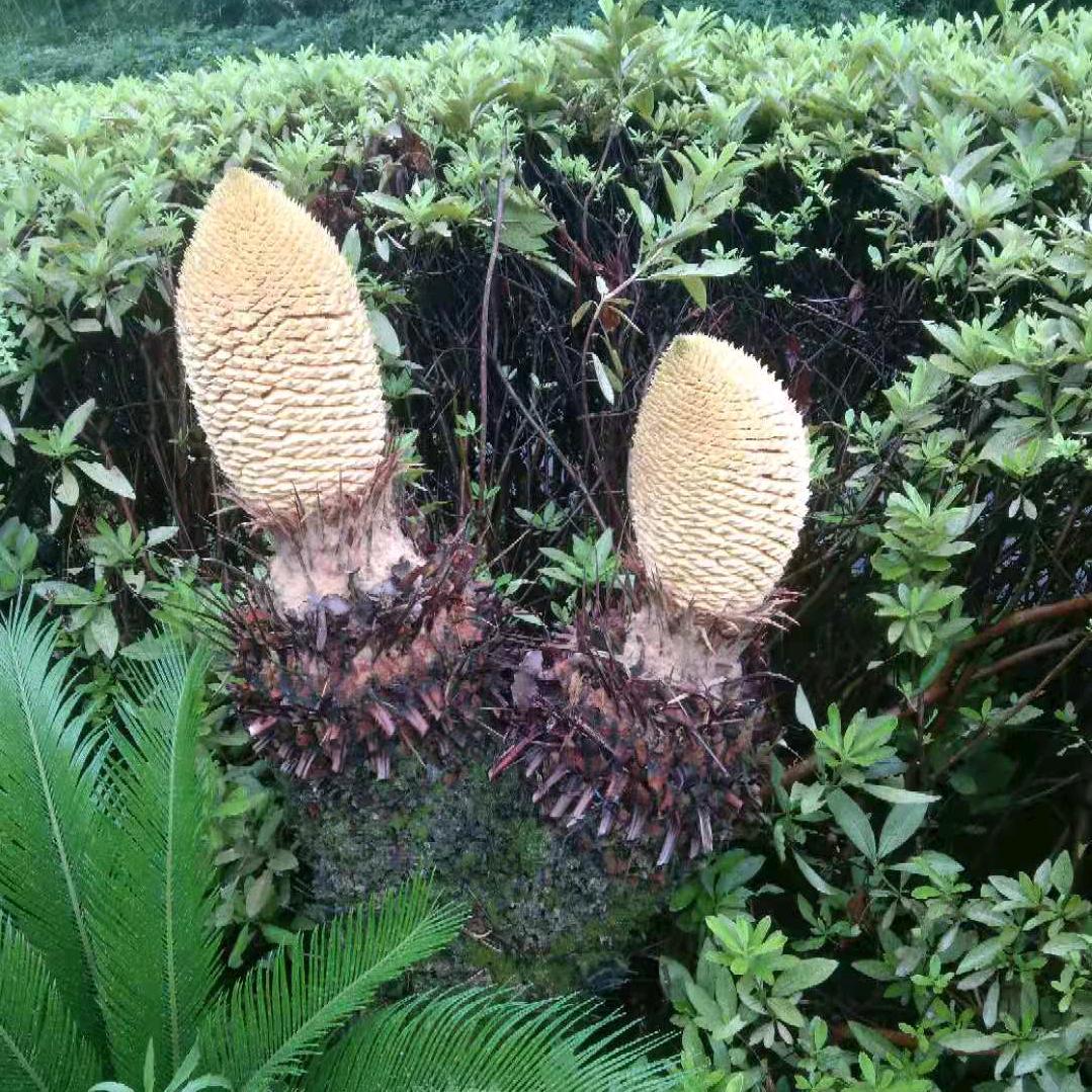 龙在深渊