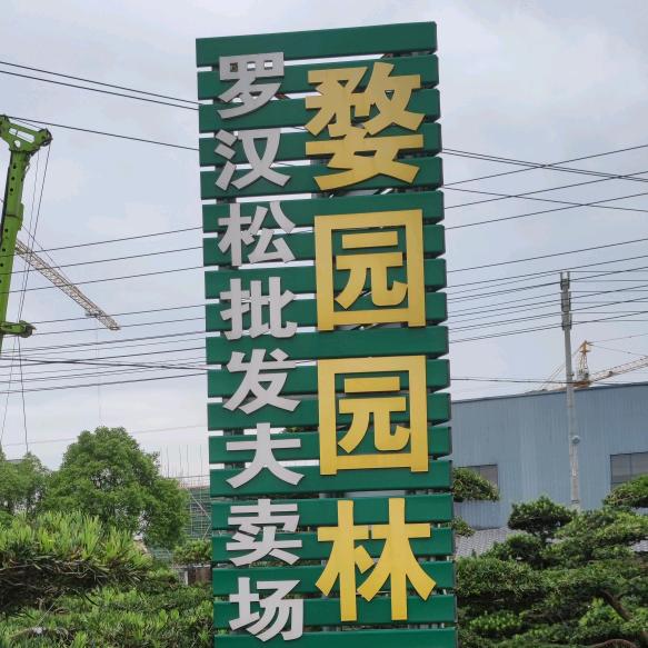 婺园园林_罗汉松一手货源专卖
