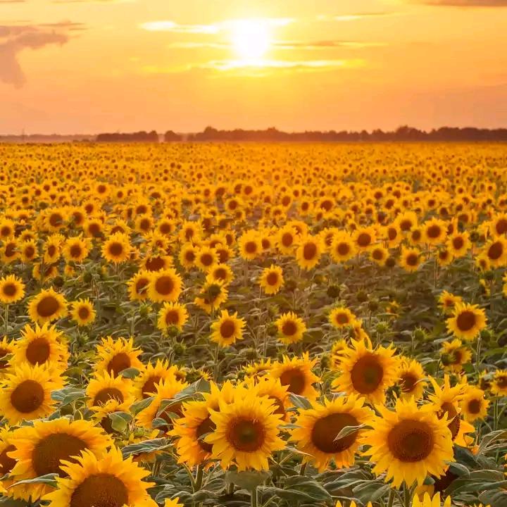 🐰花开富贵🐰