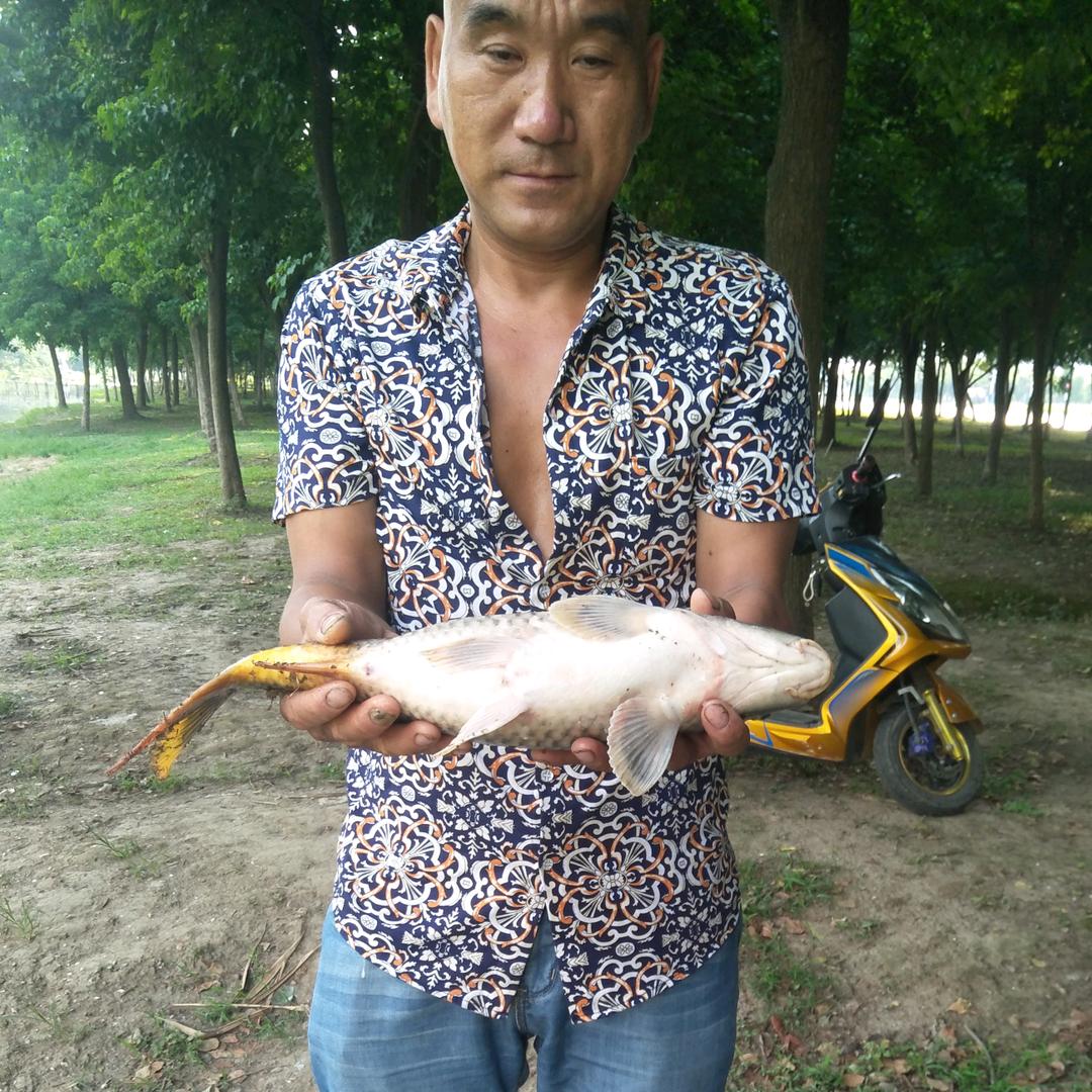 没文化人