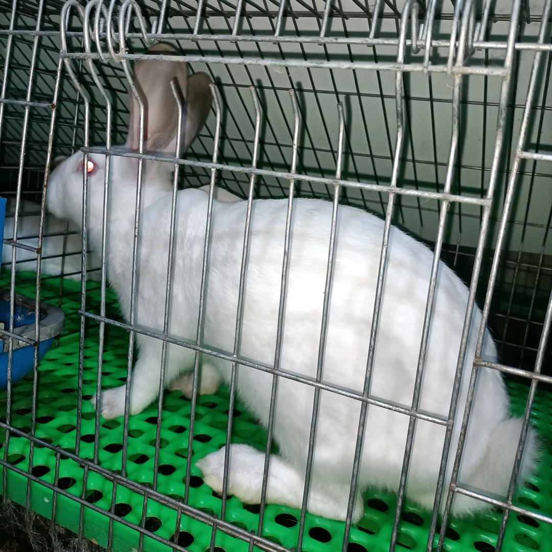 铁岭肉兔养殖（高升兔业）