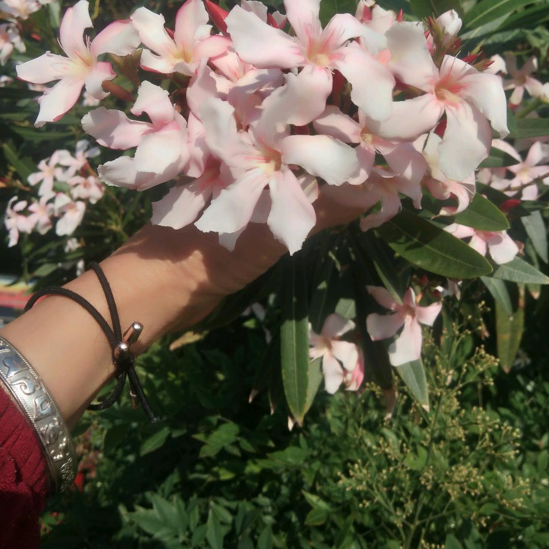 ♥向日葵🌻