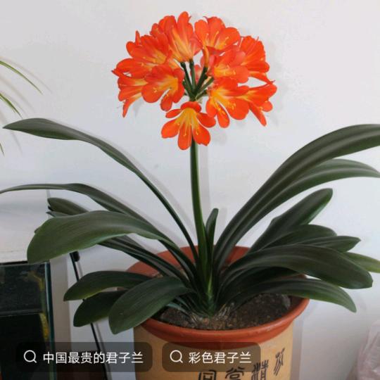 君子兰