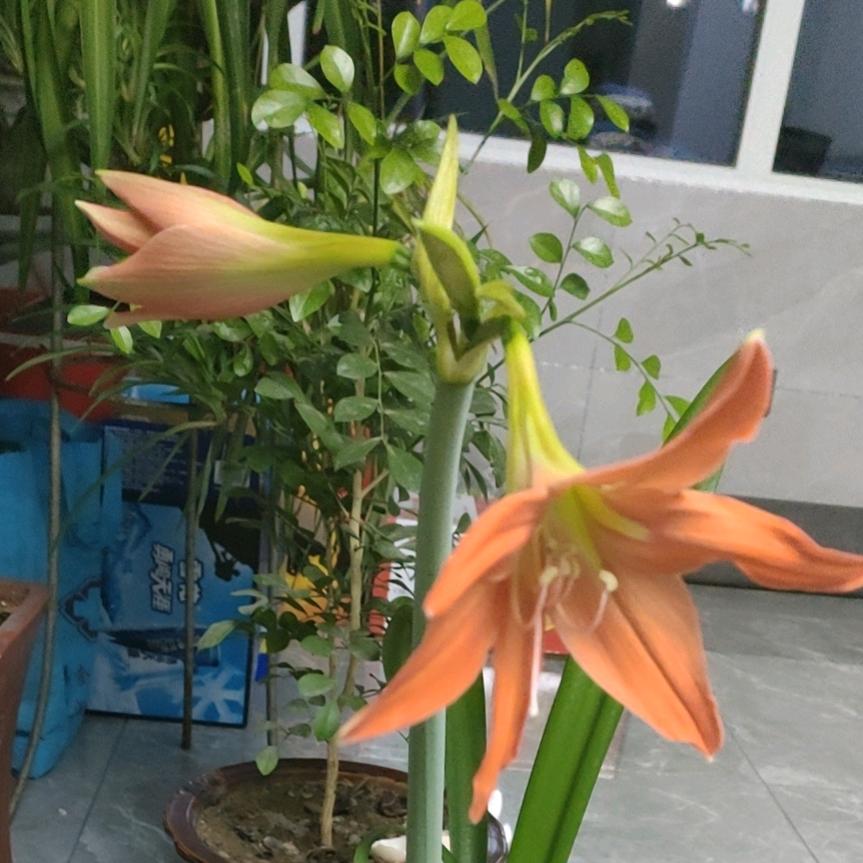 玫瑰