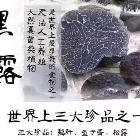 〈大石桥黑松露总站〉刚子