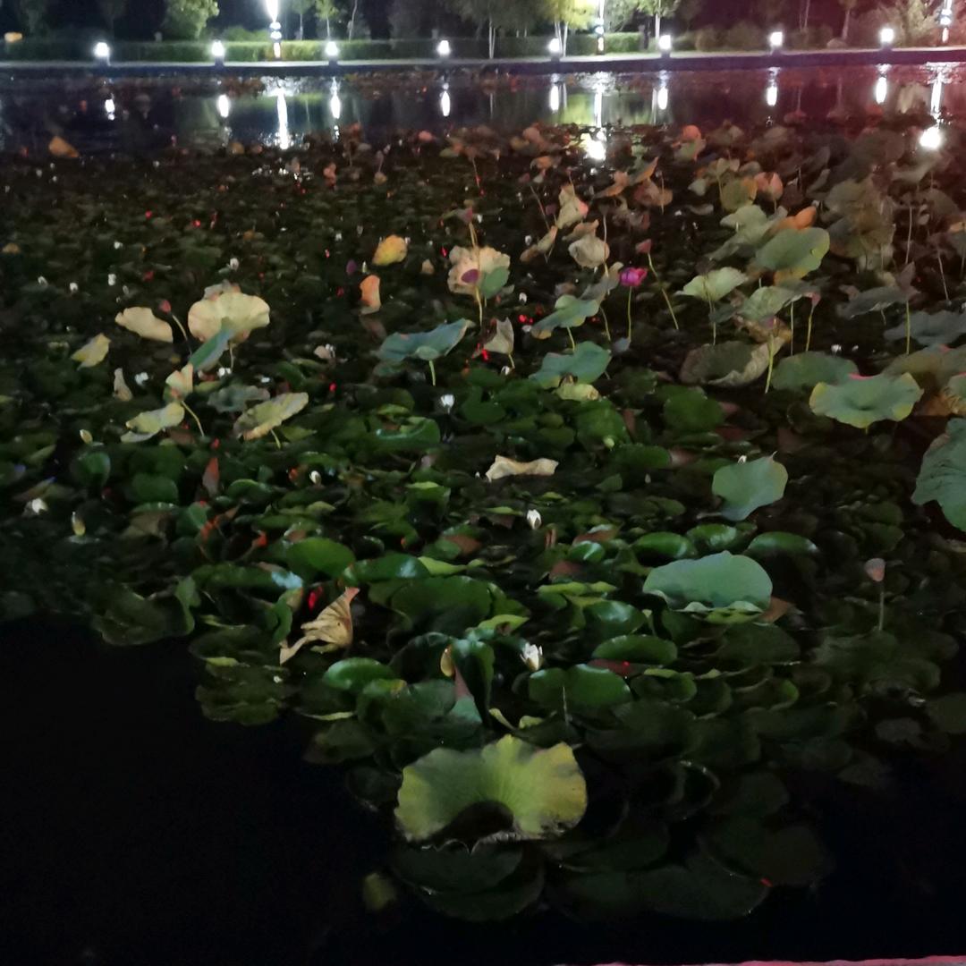 李丽娟