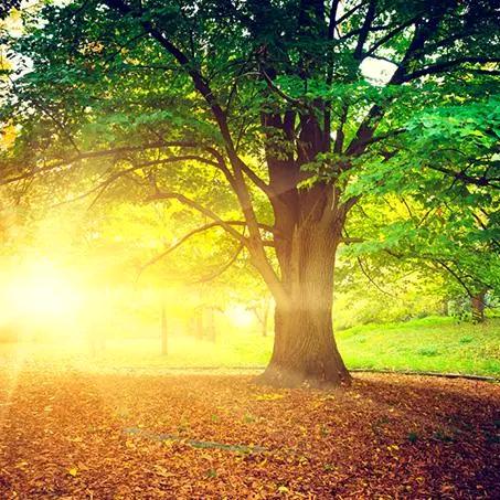 蓝(●✿∀✿●)