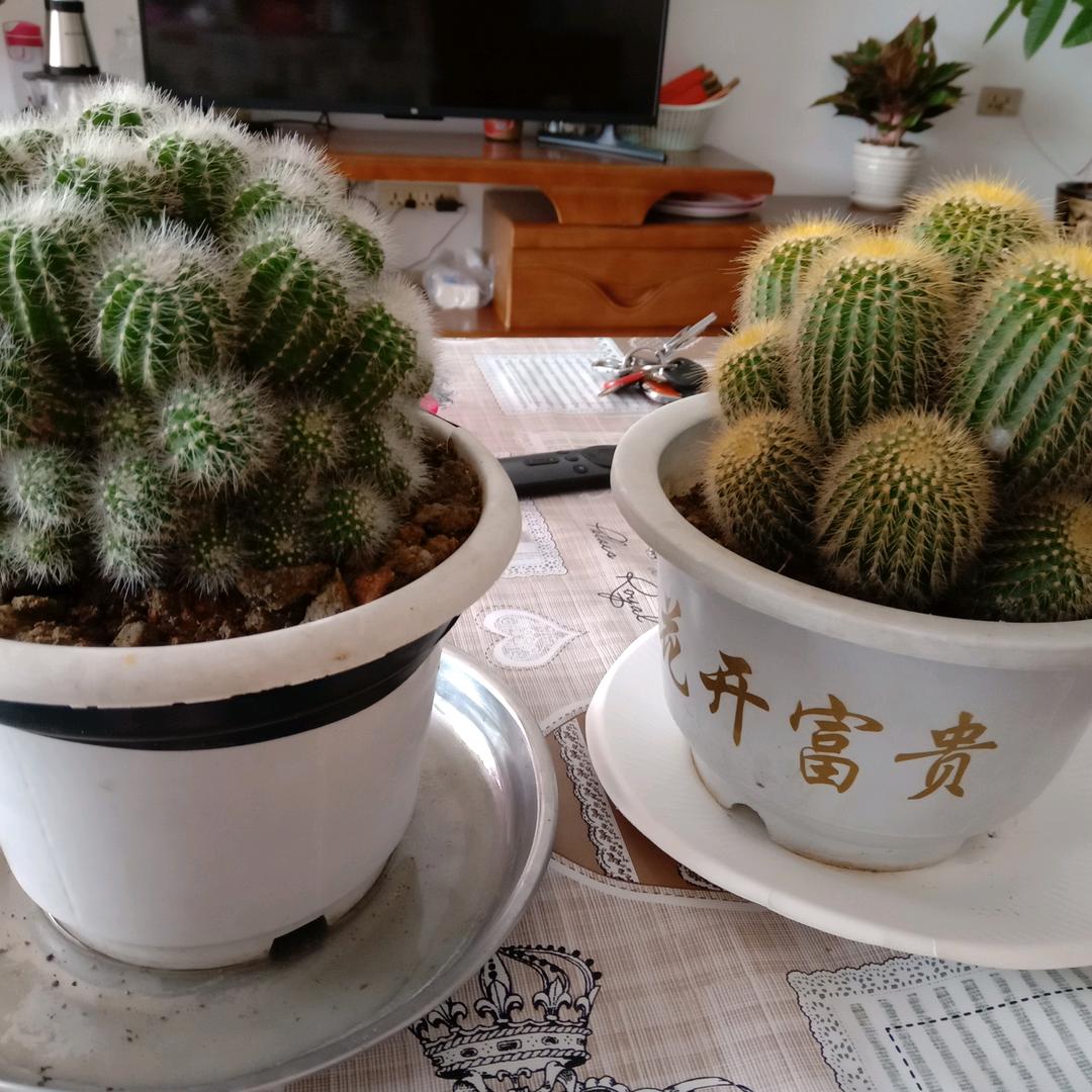 小船哥