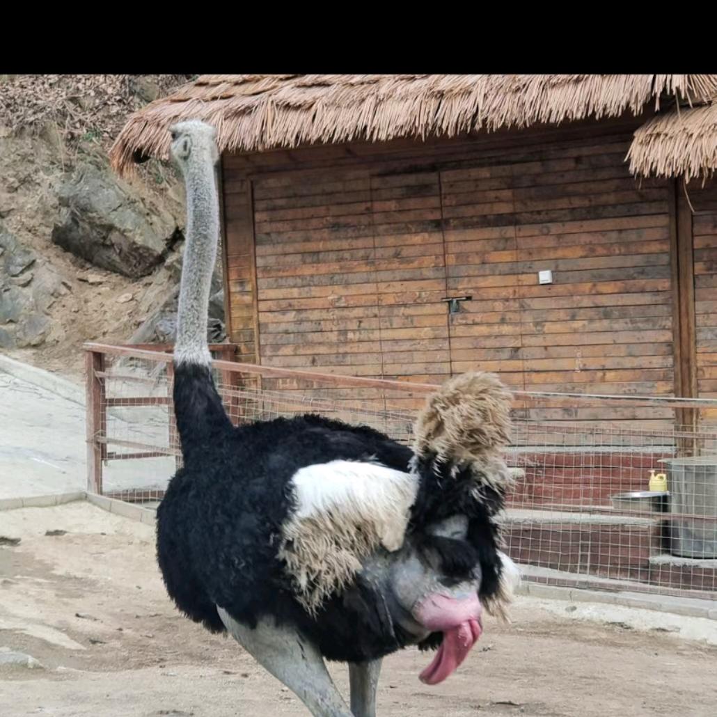 宜宾临港双城街道太平湾鸵鸟养殖