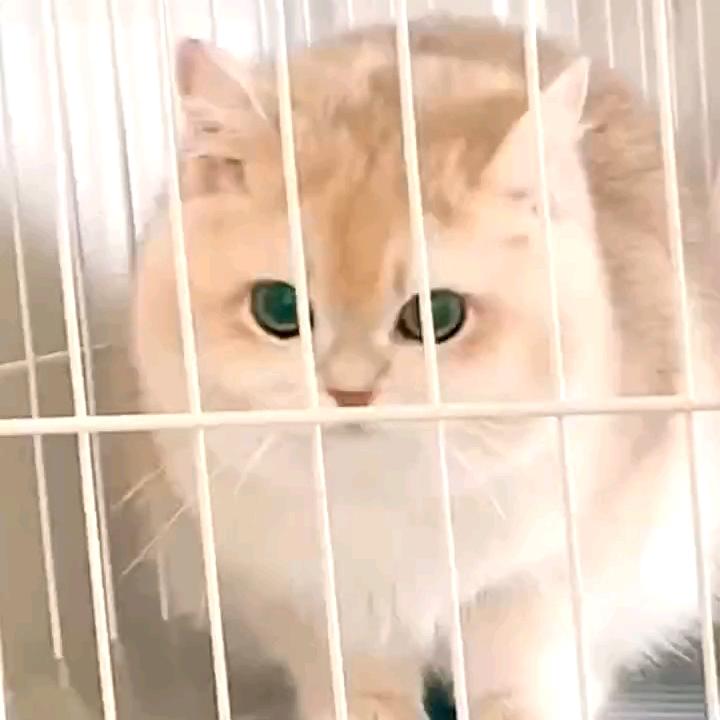 ♥胖九炸串♥恒大名都三期北门