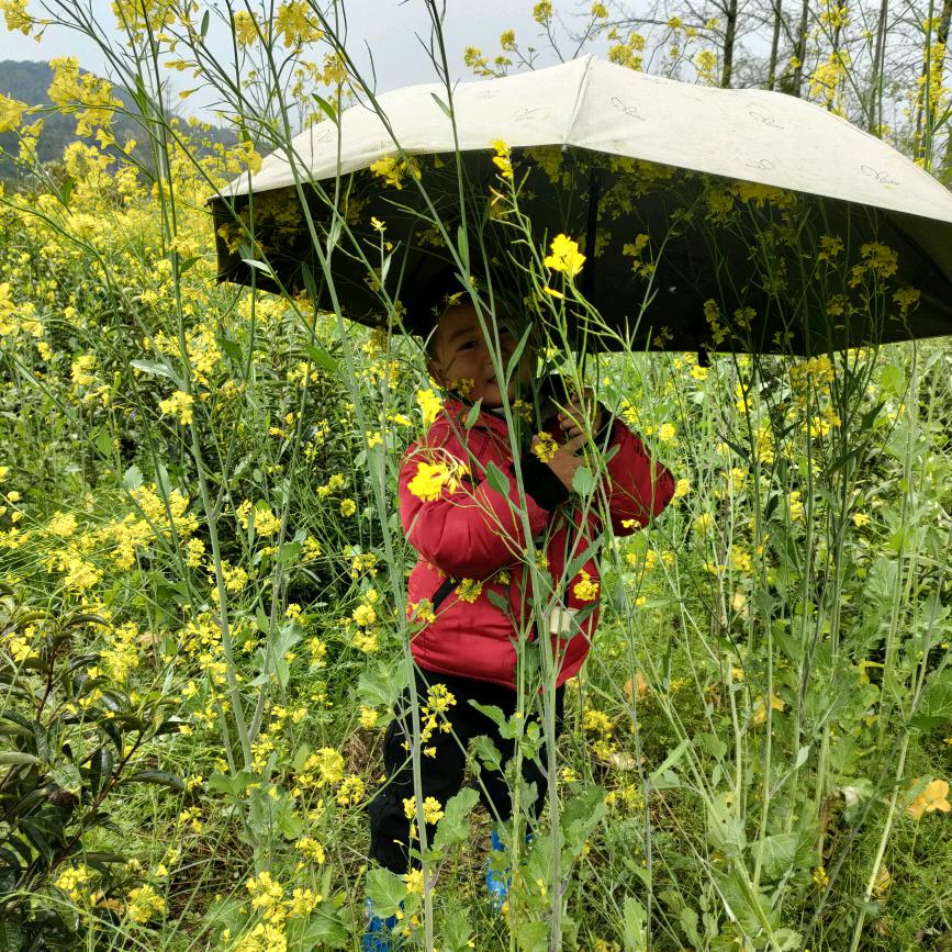 @黄山毛峰祁门红茶