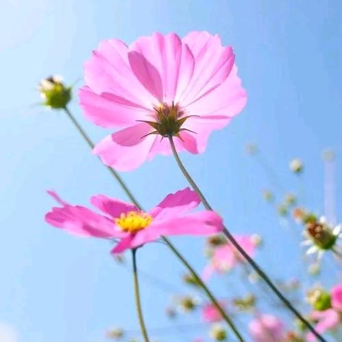 庭薇剧说🌸