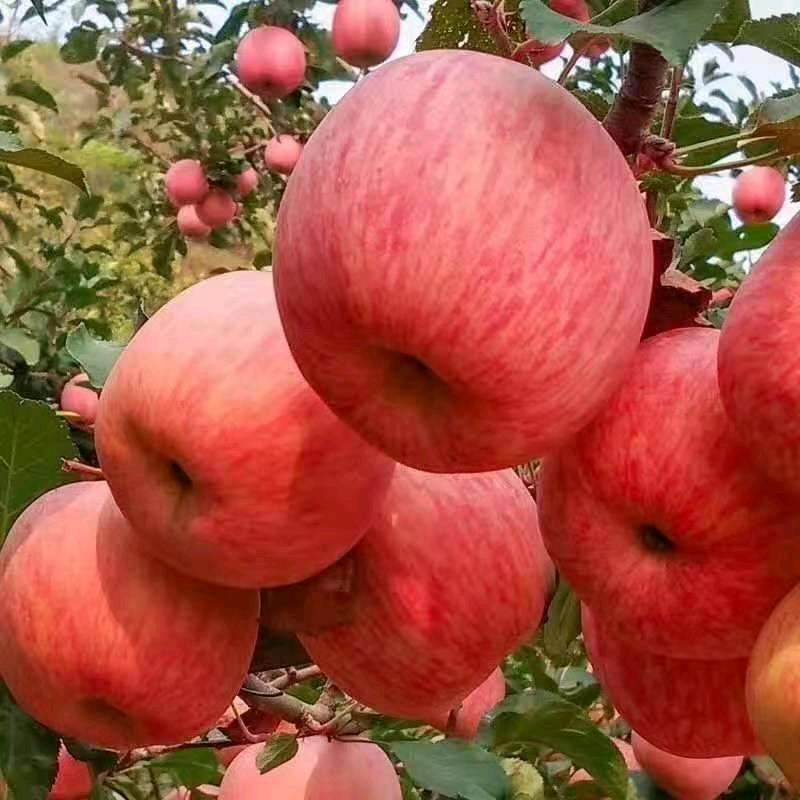平果～