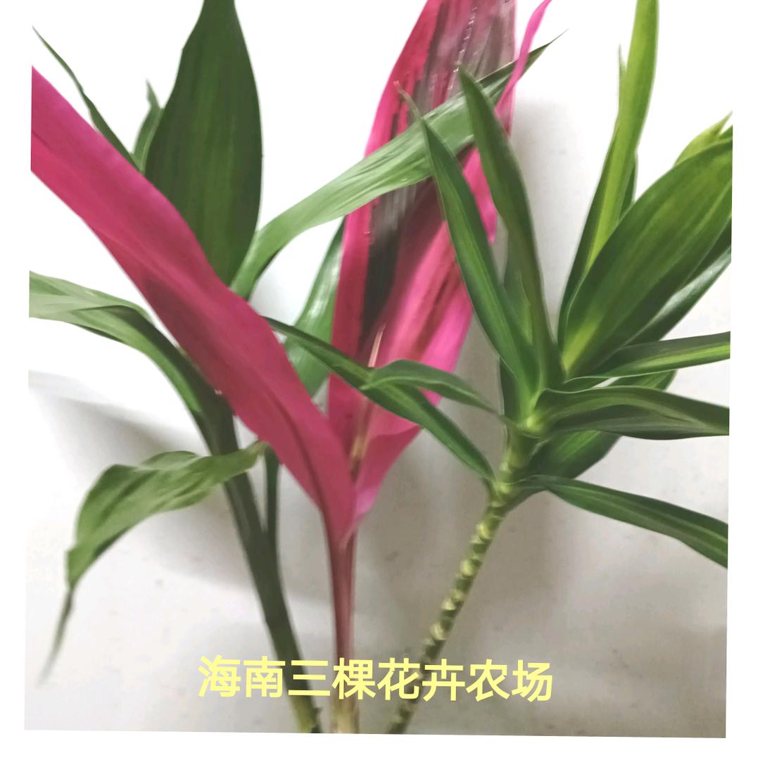 海南三棵竹花卉农场