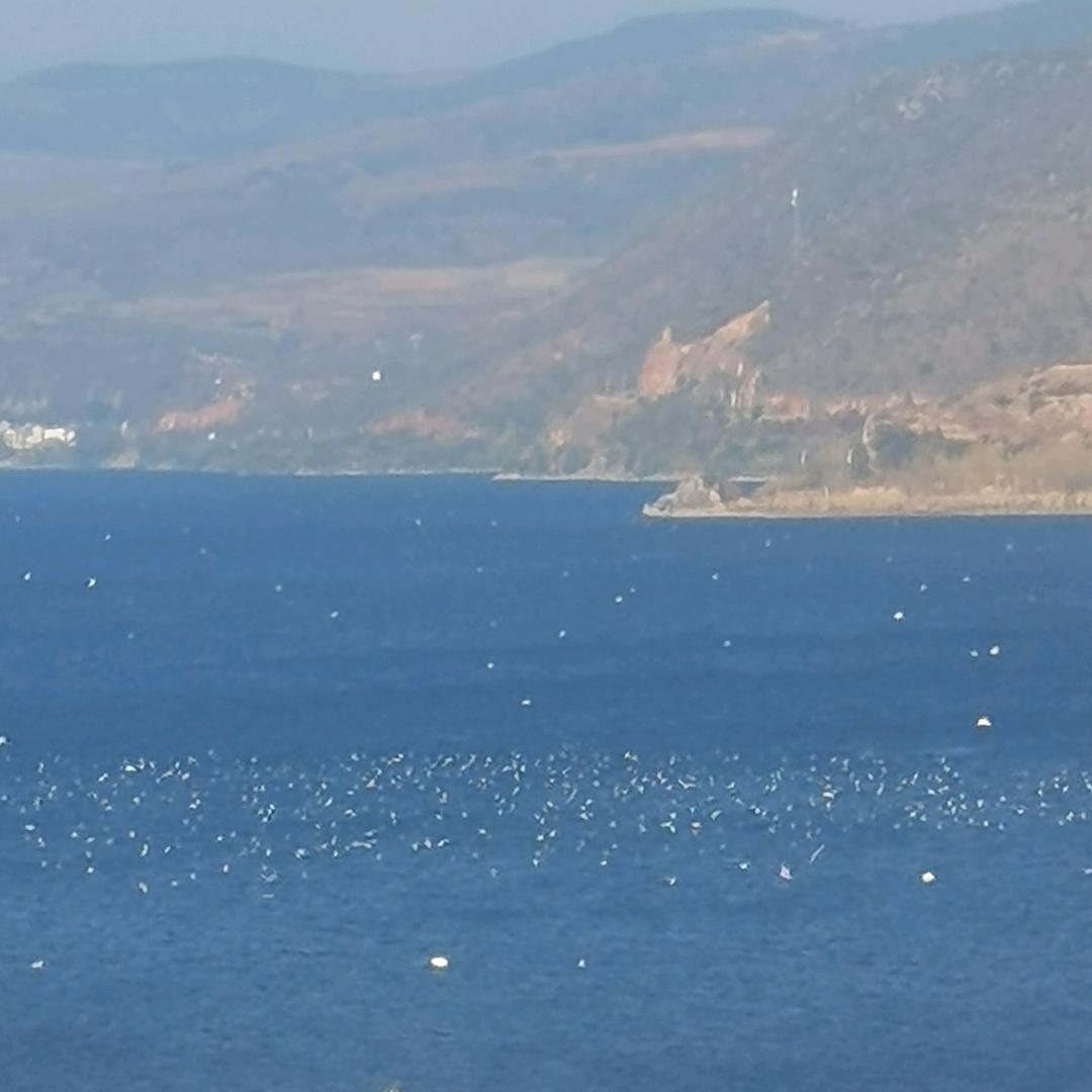 ⊙ω⊙水，无声