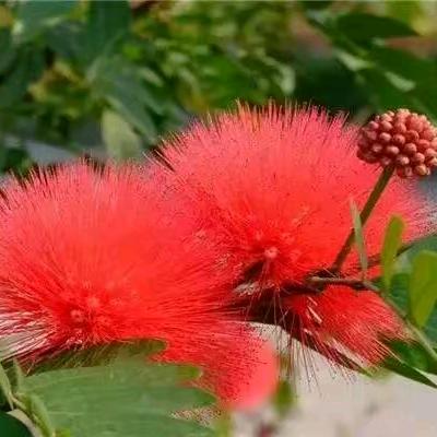 易士文玩；蜜蜡坊 ；康儿！