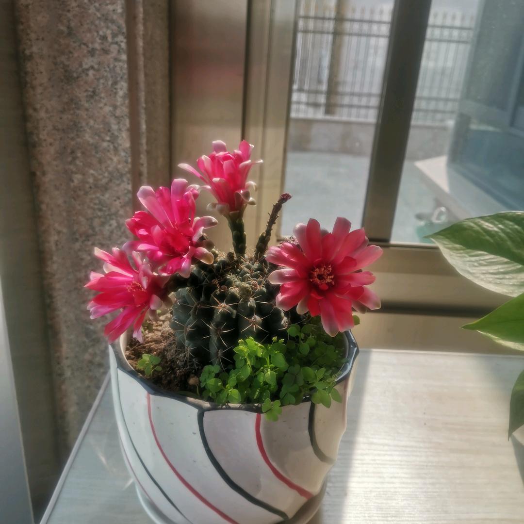 🌟真心等待KK