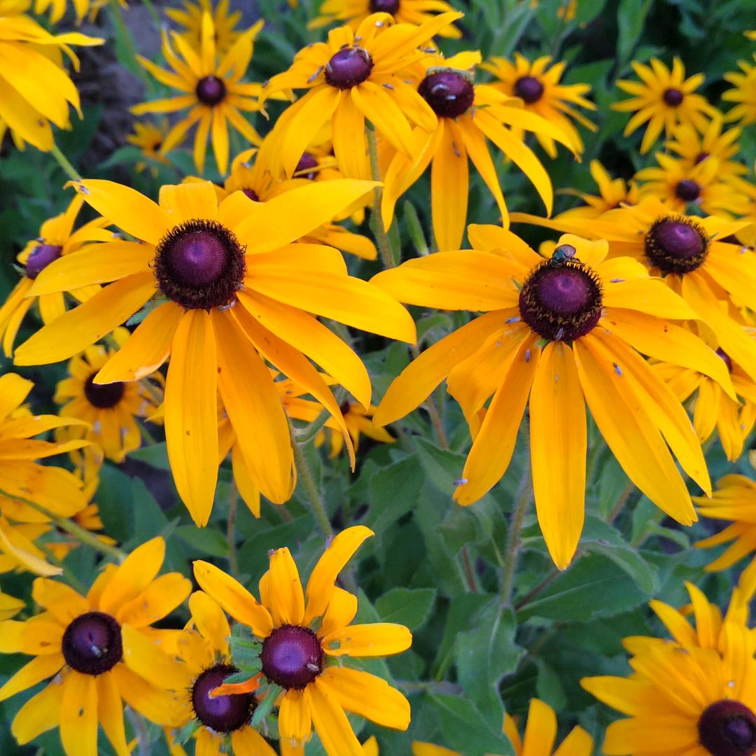 🌷时光꧔ꦿ᭄安好࿐ᩚ🌷